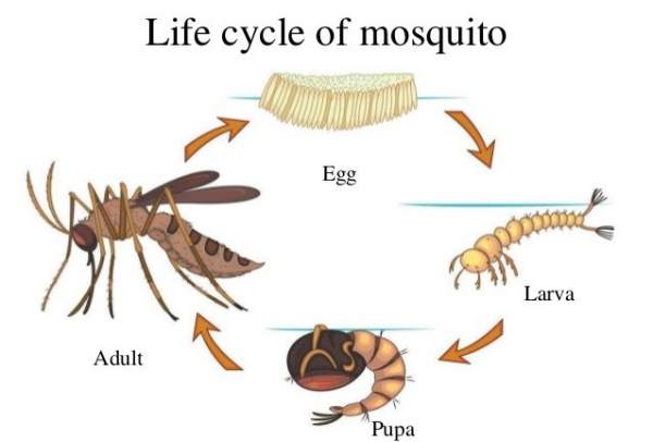 Những sự thật thú vị về loài muỗi 6