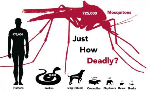 Những sự thật thú vị về loài muỗi 1
