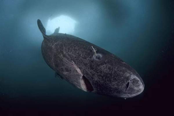 Loài cá mập kỳ dị nhất thế giới 2