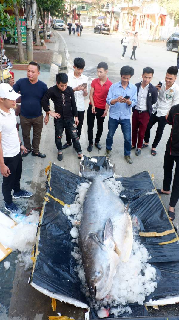 Chi hàng trăm triệu đưa “thủy quái” từ Campuchia về Việt Nam ăn Tết Kỷ Hợi 5