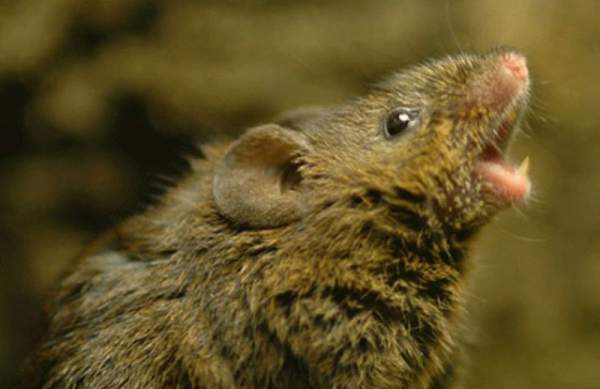 Khoa học lý giải cách loài chuột "cưa gái": Hát! 2
