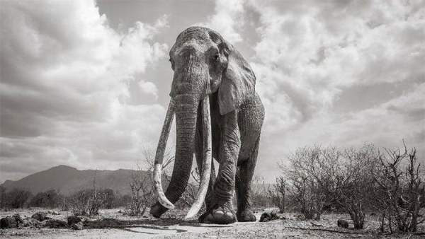 Những hình ảnh cuối cùng về con "voi nữ hoàng" của Kenya 3
