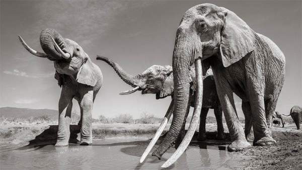Những hình ảnh cuối cùng về con "voi nữ hoàng" của Kenya 6