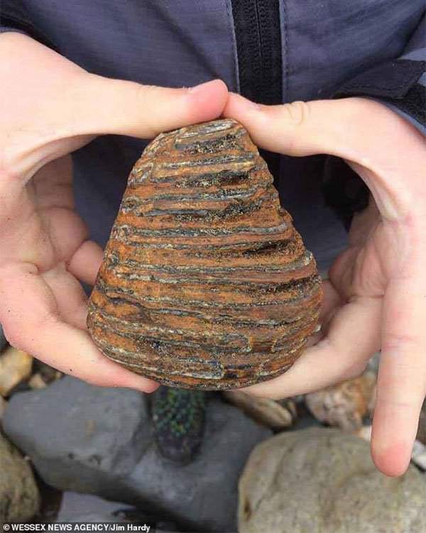 Bé trai 8 tuổi phát hiện hóa thạch sinh vật kỷ băng hà 3