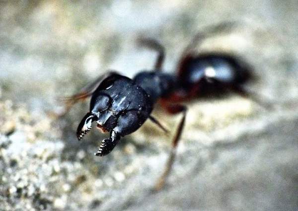 Câu hỏi dễ mà khó: Bạn có biết loài kiến ăn gì không? 2