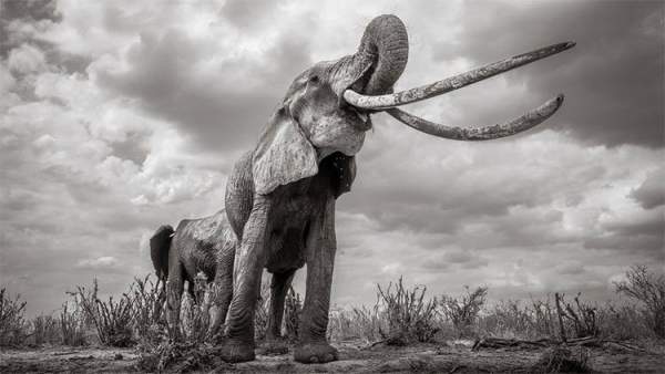 Những hình ảnh cuối cùng về con "voi nữ hoàng" của Kenya 2