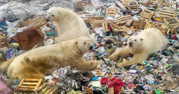 Gấu Bắc Cực bới rác kiếm ăn -  Lời cảnh tỉnh đáng sợ về ô nhiễm môi trường 3