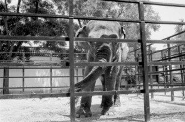 "Con voi buồn nhất thế giới" qua đời sau 43 năm bị biệt giam 2