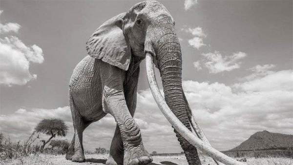 Những hình ảnh cuối cùng về con "voi nữ hoàng" của Kenya 5