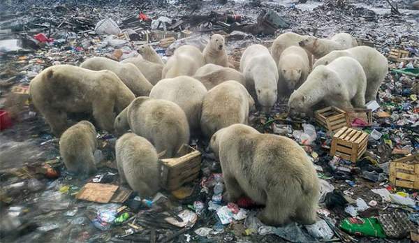 Gấu Bắc Cực bới rác kiếm ăn -  Lời cảnh tỉnh đáng sợ về ô nhiễm môi trường 2