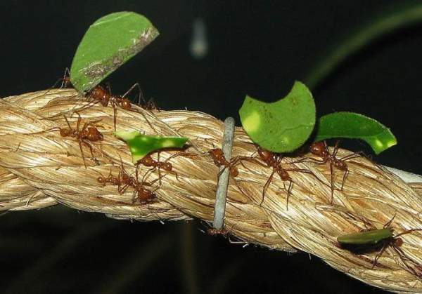 Câu hỏi dễ mà khó: Bạn có biết loài kiến ăn gì không? 4