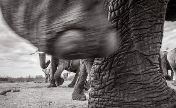 Những hình ảnh cuối cùng về con "voi nữ hoàng" của Kenya 4