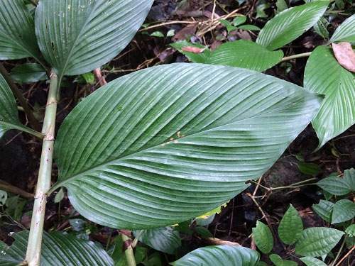 Hà Tĩnh: Công bố loài thực vật mới mang tên khoa học Zingiber vuquangense 1