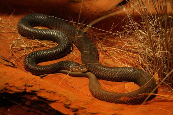 "Quái vật" rắn độc dị biệt nhất hành tinh: Chuyên cắn người đang ngủ say, nọc làm tan máu 2
