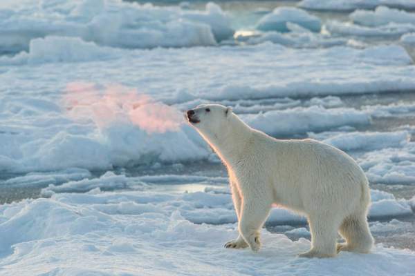 Tin chính thức: Chúng ta không thể làm gì để ngăn nhiệt độ Bắc Cực tăng 2