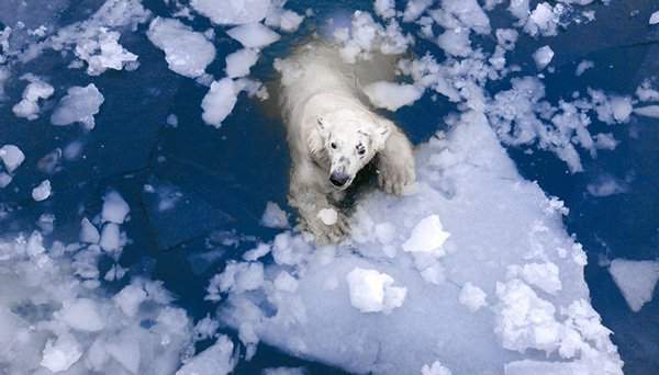 Tin chính thức: Chúng ta không thể làm gì để ngăn nhiệt độ Bắc Cực tăng 3