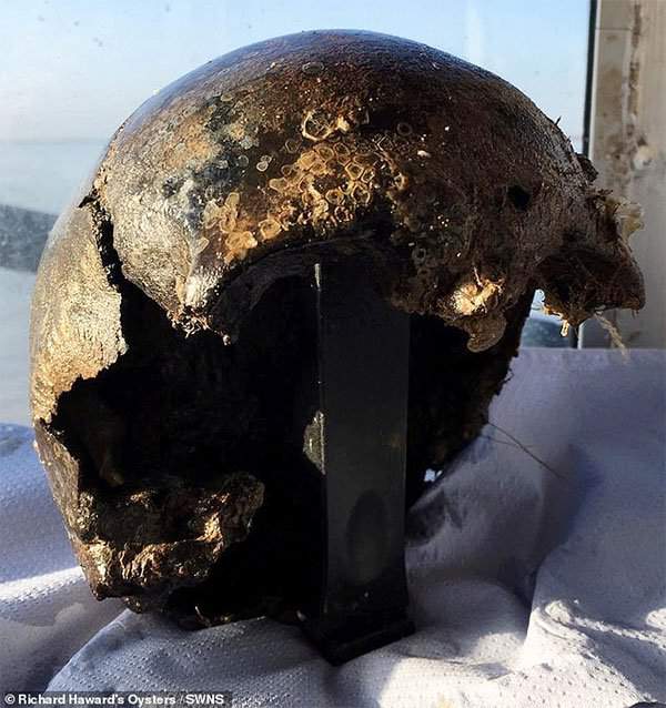 Anh: Đi bắt hàu ngoài biển, phát hiện sọ người 3.000 năm tuổi 2