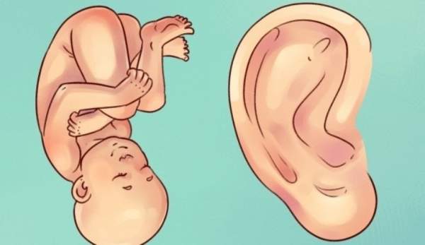 Sự thật thú vị về đôi tai hầu hết mọi người không biết 7