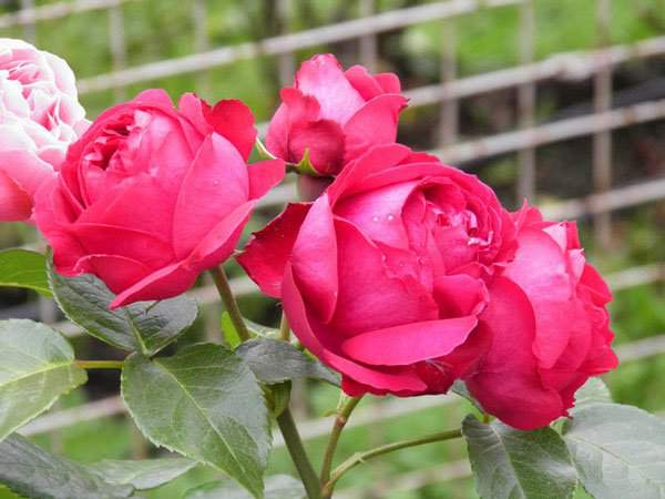 10 loài hoa hồng đẹp nhất thế giới 4