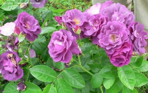 10 loài hoa hồng đẹp nhất thế giới 7