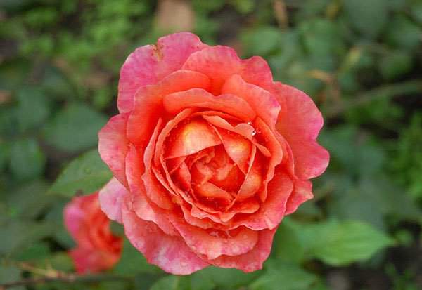 10 loài hoa hồng đẹp nhất thế giới 5