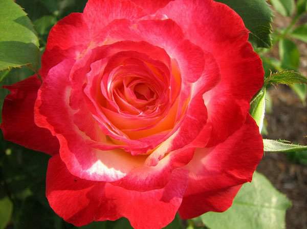 10 loài hoa hồng đẹp nhất thế giới 10