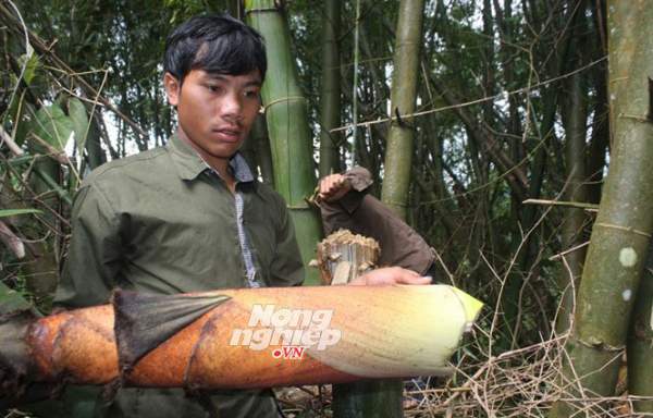 Khám phá rừng tre khổng lồ trên đỉnh Ngók Cung 5