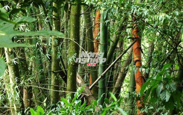 Khám phá rừng tre khổng lồ trên đỉnh Ngók Cung 2