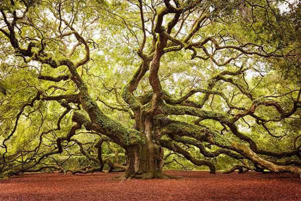 Chiêm ngưỡng 16 cây cổ thụ lộng lẫy bậc nhất thế giới 7