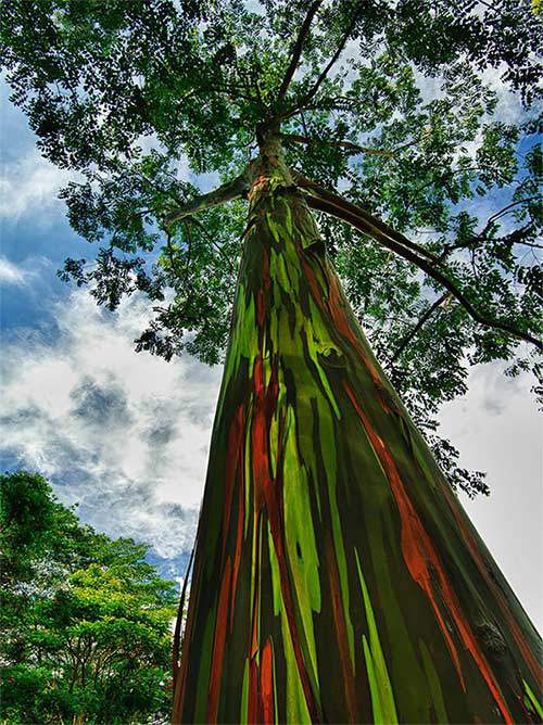 Chiêm ngưỡng 16 cây cổ thụ lộng lẫy bậc nhất thế giới 12