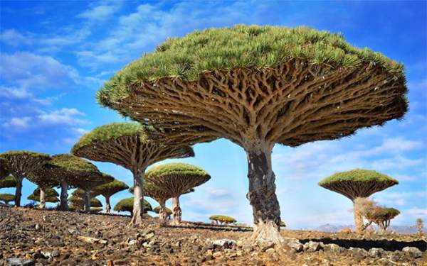Chiêm ngưỡng 16 cây cổ thụ lộng lẫy bậc nhất thế giới 9