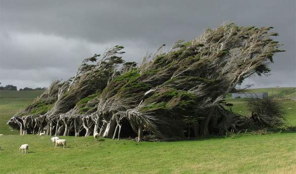 Chiêm ngưỡng 16 cây cổ thụ lộng lẫy bậc nhất thế giới 3
