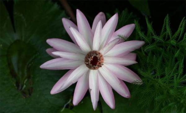 10 loài hoa nở đêm đẹp nhất thế giới 5