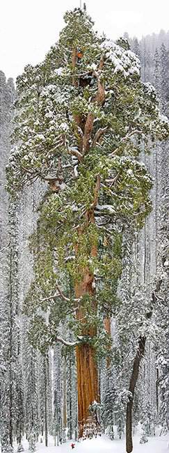 Chiêm ngưỡng 16 cây cổ thụ lộng lẫy bậc nhất thế giới 10