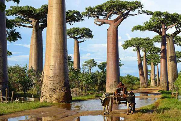 Chiêm ngưỡng 16 cây cổ thụ lộng lẫy bậc nhất thế giới 15