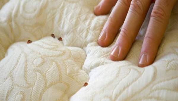 Bí quyết tiêu diệt rệp giường không dùng hóa chất 7