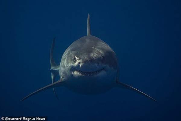 Bức ảnh gợi nhớ sự kinh hoàng của “Hàm cá mập” 3