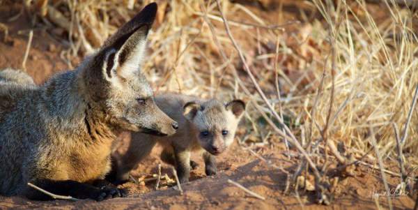 Loài cáo kỳ lạ nhất châu Phi: Dễ thương vô ngần mà đánh thắng cả báo săn 2