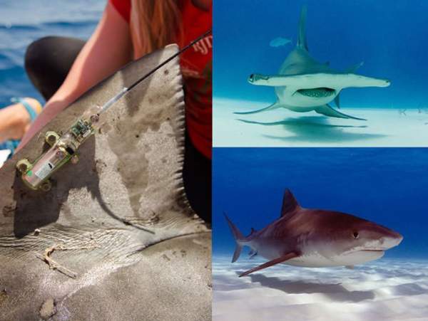 Khoa học giờ dùng đến cả vệ tinh để giúp cá mập không bị tuyệt chủng 3