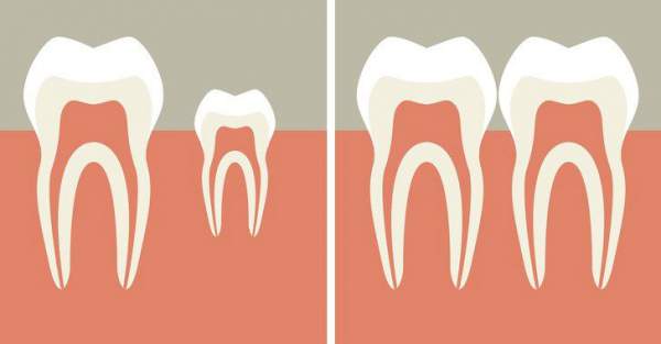 Các nhà khoa học đã tìm ra cách giúp bạn mọc lại răng mới chỉ sau 2 tháng 3