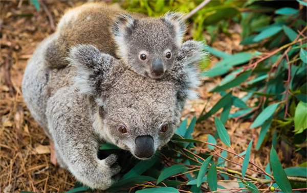 Khoa học tuyên bố gấu koala chính thức "tuyệt chủng về chức năng" nhưng điều đó có ý nghĩa gì? 2