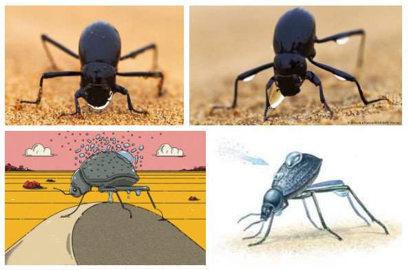 Chiến thuật sinh tồn tuyệt vời của loài bọ sống tại một trong những sa mạc khô nhất thế giới 5