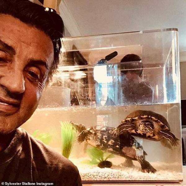 Sylvester Stallone vẫn nuôi hai chú rùa trong phim “Tay đấm huyền thoại” sau 40 năm 2