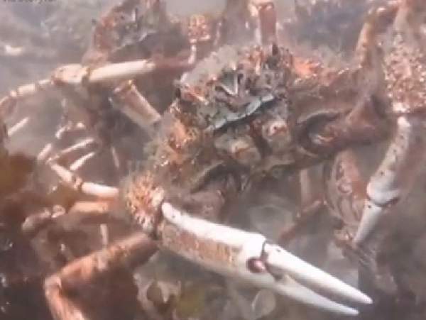 Đội quân cua nhện xé xác bạch tuộc dưới đáy biển 2