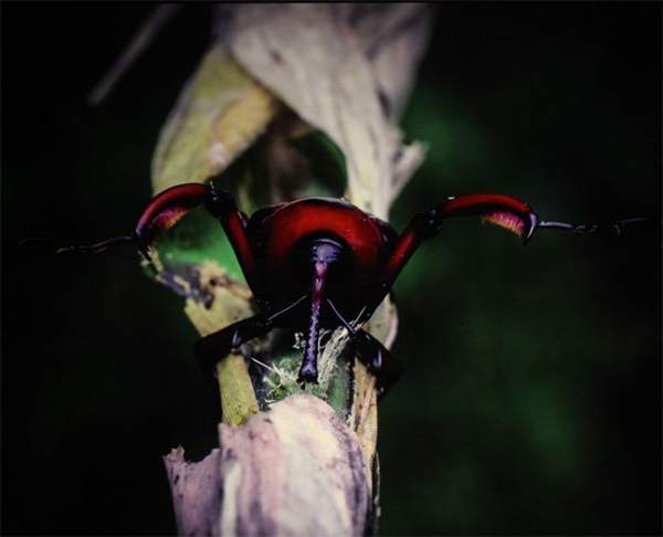 Thế giới côn trùng Việt Nam đẹp lộng lẫy qua mắt nhiếp ảnh gia Ý 19