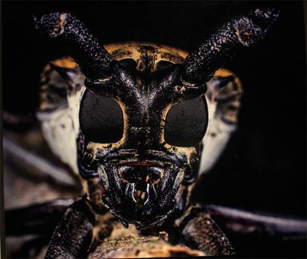 Thế giới côn trùng Việt Nam đẹp lộng lẫy qua mắt nhiếp ảnh gia Ý 18