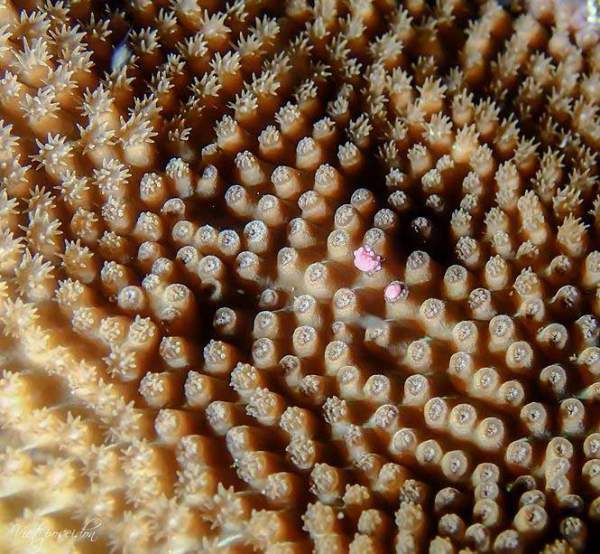 Kỳ thú san hô đẻ trứng một ngày duy nhất trong năm 8