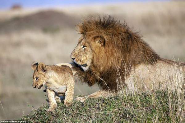 Những khoảnh khắc có thật của “Vua sư tử” trong thế giới tự nhiên 4