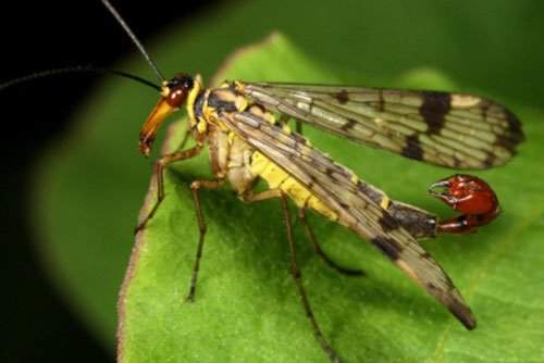 "Soi" loài ruồi bọ cạp có đời sống tình dục bạo lực 5