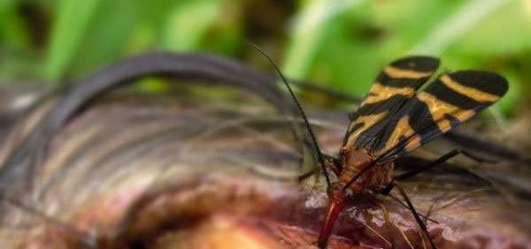 "Soi" loài ruồi bọ cạp có đời sống tình dục bạo lực 7